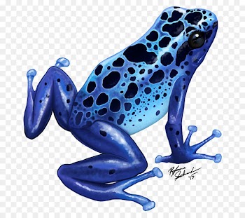 Blue poison dart frog Green and black poison dart frog Drawing - frog 