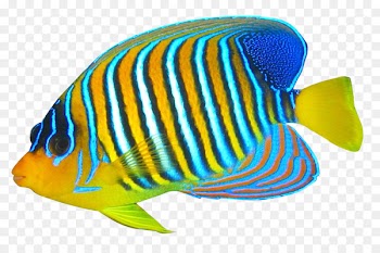 Blue ring angelfish Pomacanthidae Clip art - Angelfish 