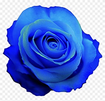 Blue Rose Clipart Pencil And In Color Blue Rose Clipart - Blue Rose Clip Art