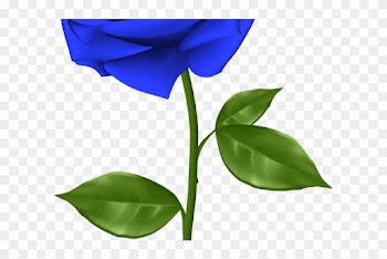 Blue Rose Clipart Red Rose Outline - Transparent Background Rose Png