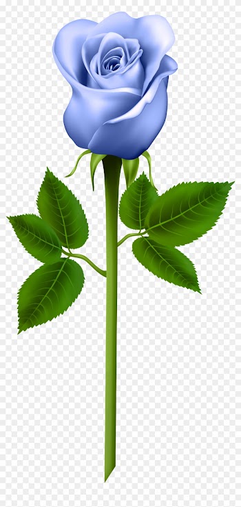 Blue Rose Clipart Stem - Word Cards For Parts Of A Plant