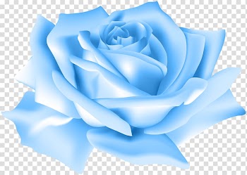 Blue rose flower , Blue rose Flower Beach rose , Blue Rose Flower transparent background PNG clipart