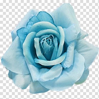 Blue rose, Flower Garden roses Blue Aqua, mint flowers transparent background PNG clipart