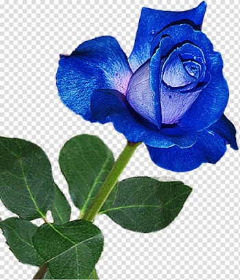 Blue rose Flower Garden roses Pink, rose transparent background PNG clipart