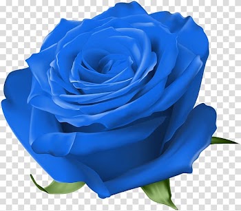 Blue rose Garden roses Centifolia roses Floribunda, blue rose transparent background PNG clipart
