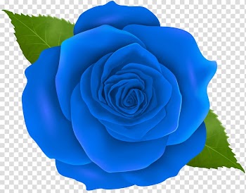 Blue rose illustration, Blue rose Centifolia roses , Blue Rose transparent background PNG clipart