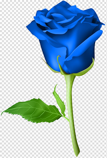 Blue rose illustration, Blue rose , Rose Blue transparent ...