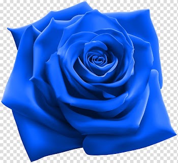 Blue rose in bloom, Rose illustration Illustration, Blue Rose transparent background PNG clipart