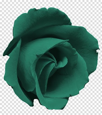 Blue rose Pink Rose garden , teal transparent background PNG clipart