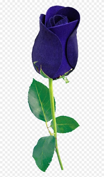 Blue Rose Png By Wsaconato - Blue Rose Png Transparent