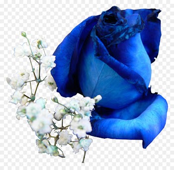 Blue Rose, Rose, Flower, Blue PNG