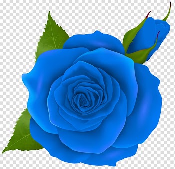 Blue rose , Rose Pink , Blue Rose and Bud transparent background PNG clipart