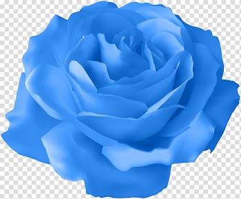 Blue rose , Rose Purple , Blue Rose transparent background PNG clipart
