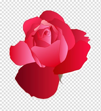 Blue rose , rose transparent background PNG clipart