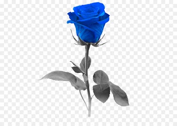 Blue rose Stock photography Flower - blue rose 