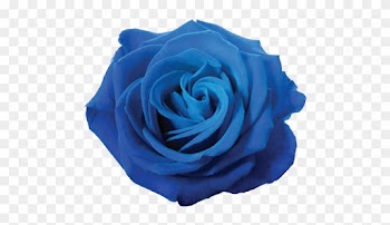 Blue Roses - Arthouse Austin Rose Wallpaper - Red In Red Size Per