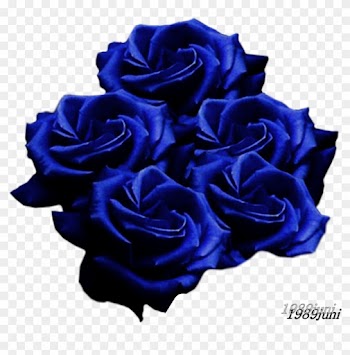 Blue Roses - Black Rose