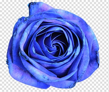 Blue Roses bleues transparent background PNG clipart