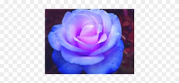 Blue Roses For You Berni Yorkshire Rose 20050887 - Roses Stifling Remorse Flower