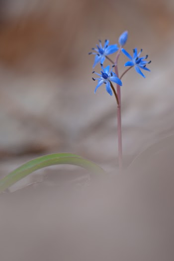 Blue Small Flowers in Bokeh Photography