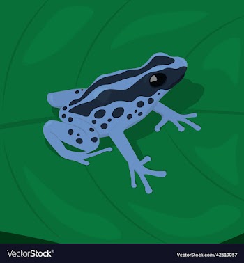blue spot tropical frog on leaf
