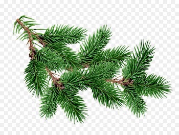 Blue spruce Tree Fir Branch Pine - fir-tree 