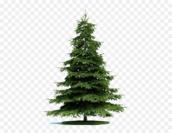 Blue spruce Tree Norway spruce Plant Pine - The fir trees in the game 