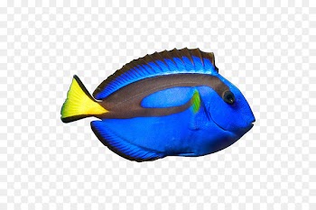 Blue Tang Yellow tang Ocellaris clownfish - fish 