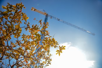 Blue Tower Crane Beside Tree