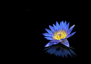 Blue water lily flower at the Cairns Botanical Gardens in Australia. The species is probably Nymphaea caerulea or a cultivar of this species.