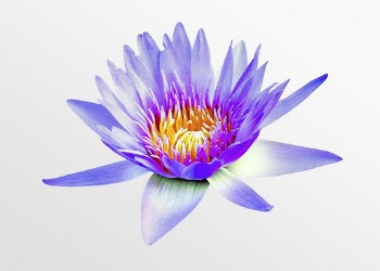 Blue water lily, flower collage | Free PSD - rawpixel