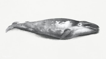 Blue Whale (1832) by George Johann Scharf. Original from Museum of New.. | Free public domain illustration - 2335099