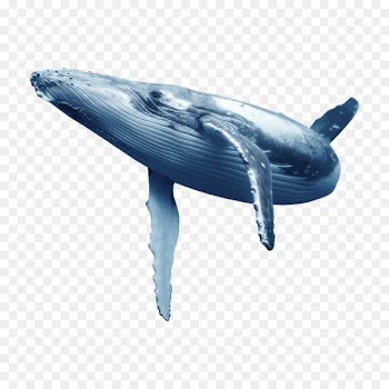 Blue whale Dolphin Whales Portable Network Graphics Baleen whale - dolphin 