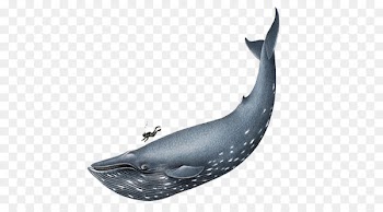 Blue Whale Homo sapiens Clip art - Large blue whale 