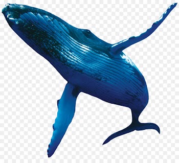 Blue Whale Humpback whale Porpoise - whale 