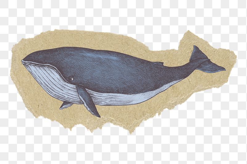 Blue whale png sticker, ripped | Free PNG Illustration - rawpixel
