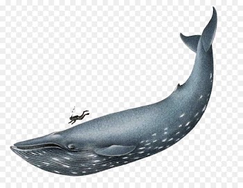 Blue Whale Sea Clip art - Blue Whale PNG File 