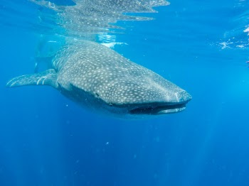 Blue Whale Swimming on Water