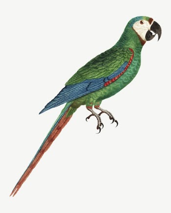 Blue-winged macaw parrot bird, vintage | Free PSD Illustration - rawpixel