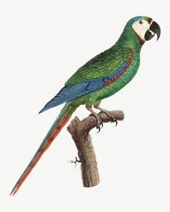 Blue-winged macaw parrot bird, vintage | Free PSD Illustration - rawpixel