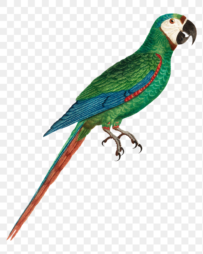 Blue-winged macaw parrot png bird | Free PNG Illustration - rawpixel