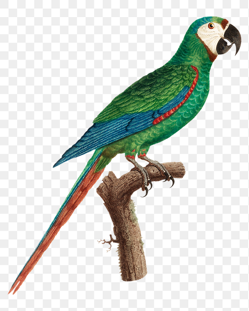 Blue-winged macaw parrot png bird | Free PNG Illustration - rawpixel