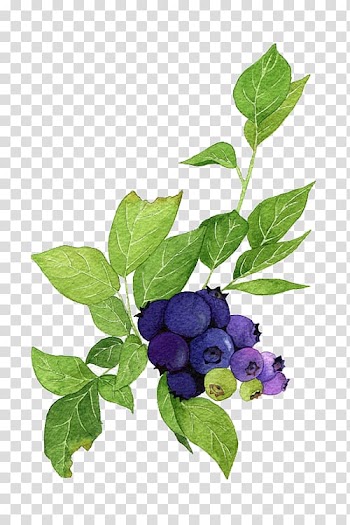 Blueberries , Blueberry Poster Watercolor painting Illustration, Blueberries and green leaves transparent background PNG clipart