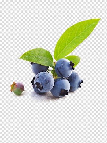 Blueberries illustratio, Blueberry Tea Bilberry Fruit, blueberry transparent background PNG clipart
