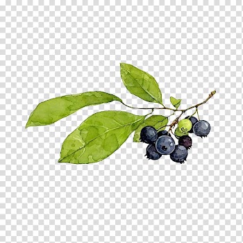 Blueberries illustration, Blueberry pie Watercolor painting, Creative hand-painted cartoon blueberry twigs transparent background PNG clipart