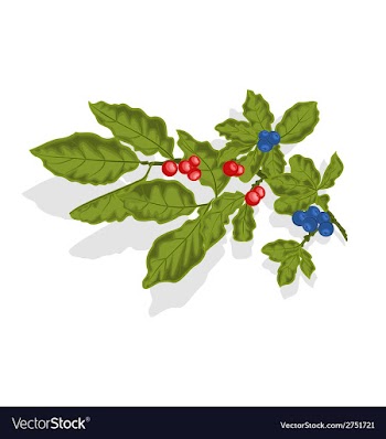 Blueberries twig vector image