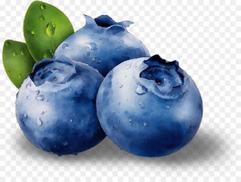 blueberry bilberry berry european plum fruit