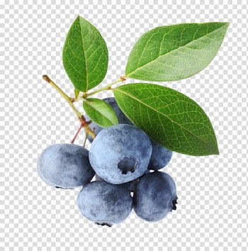 Blueberry Bilberry Fruit, blueberries transparent background PNG clipart