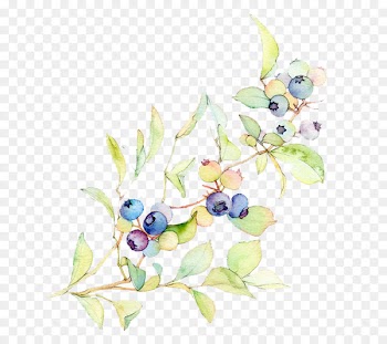 Blueberry Bilberry Illustration - Hand painted ink blueberry illustration 