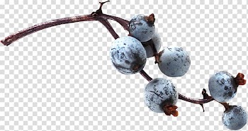 Blueberry, blueberry transparent background PNG clipart